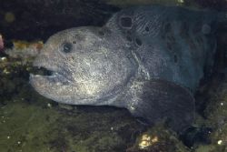 Wolf eel in Puget Sound, Washington. by S Williamson 